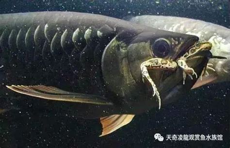 龍魚打架